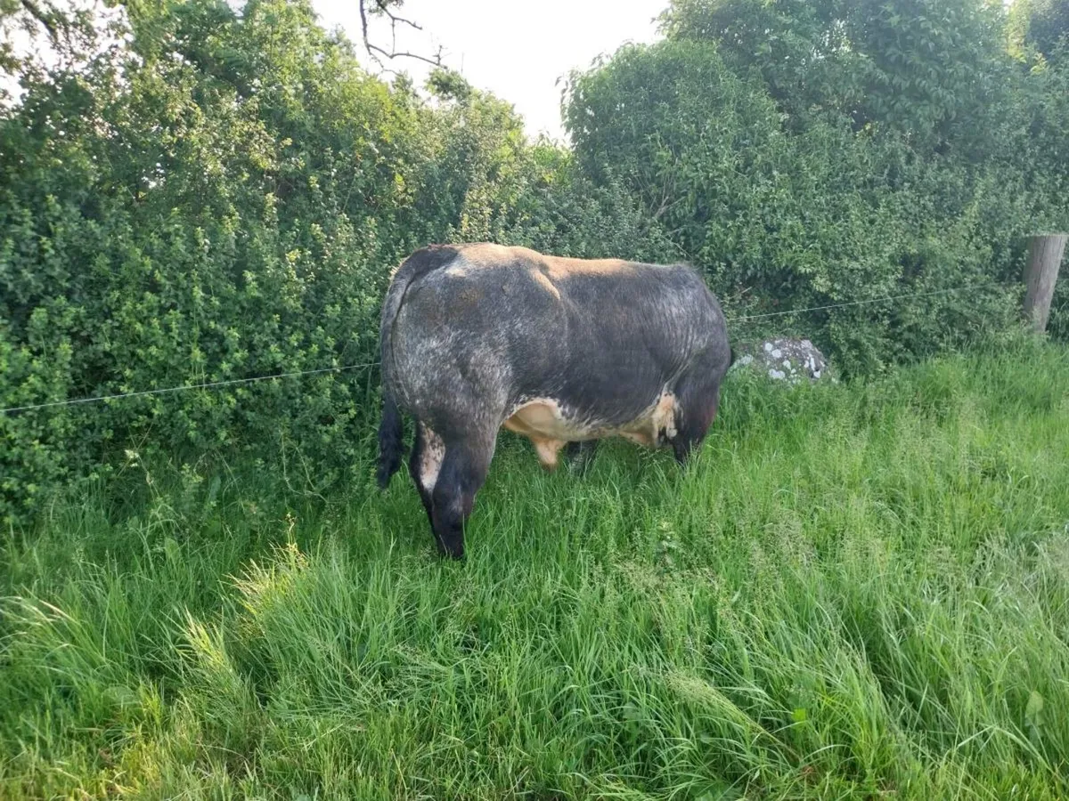 Hybrid bull vdc x ped lim - Image 3