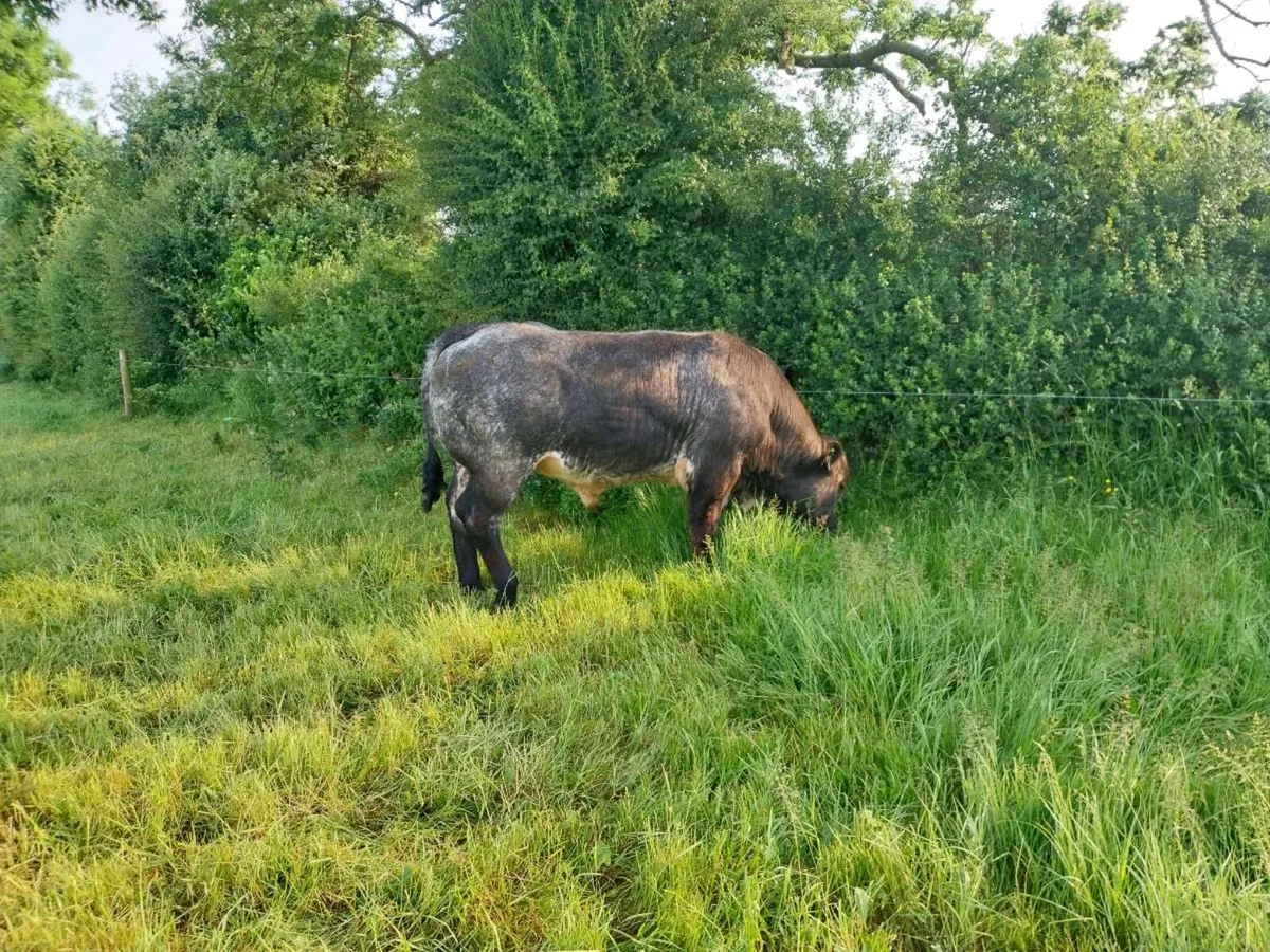 Hybrid bull vdc x ped lim - Image 4