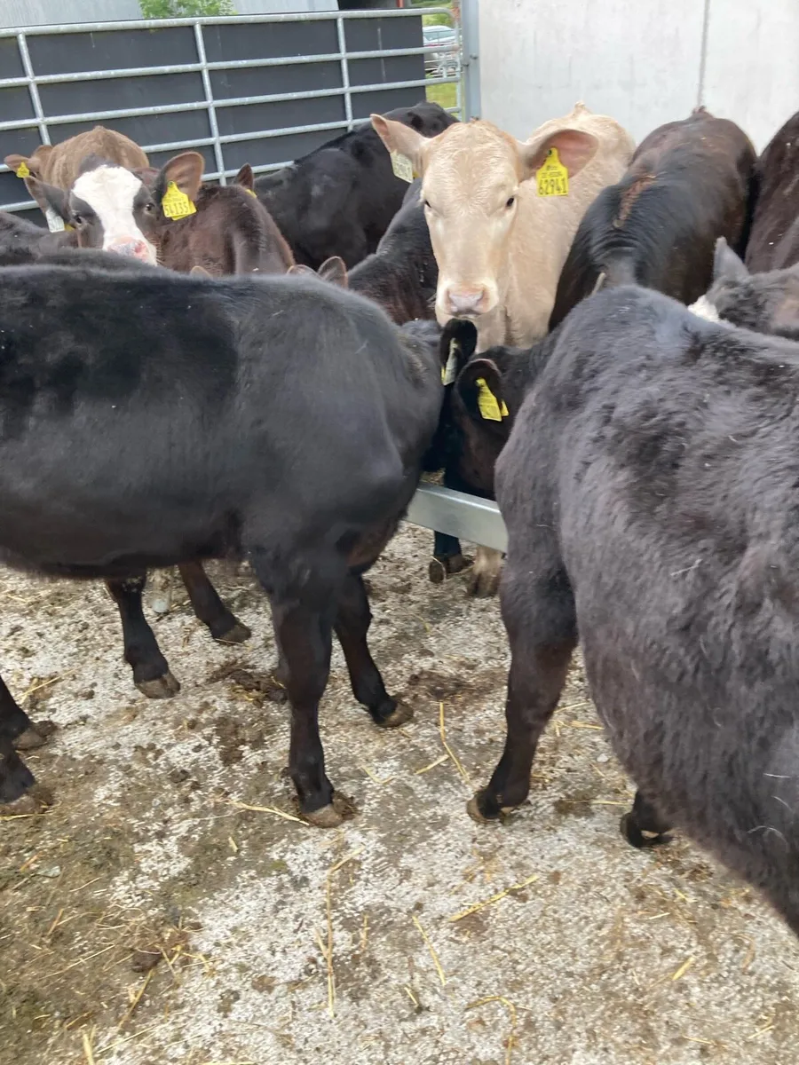 SUPER QUALITY RUNNER WEANINGS - Image 3