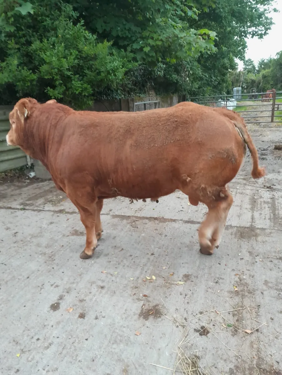 Pure - Bred Limousin Bull - Image 2