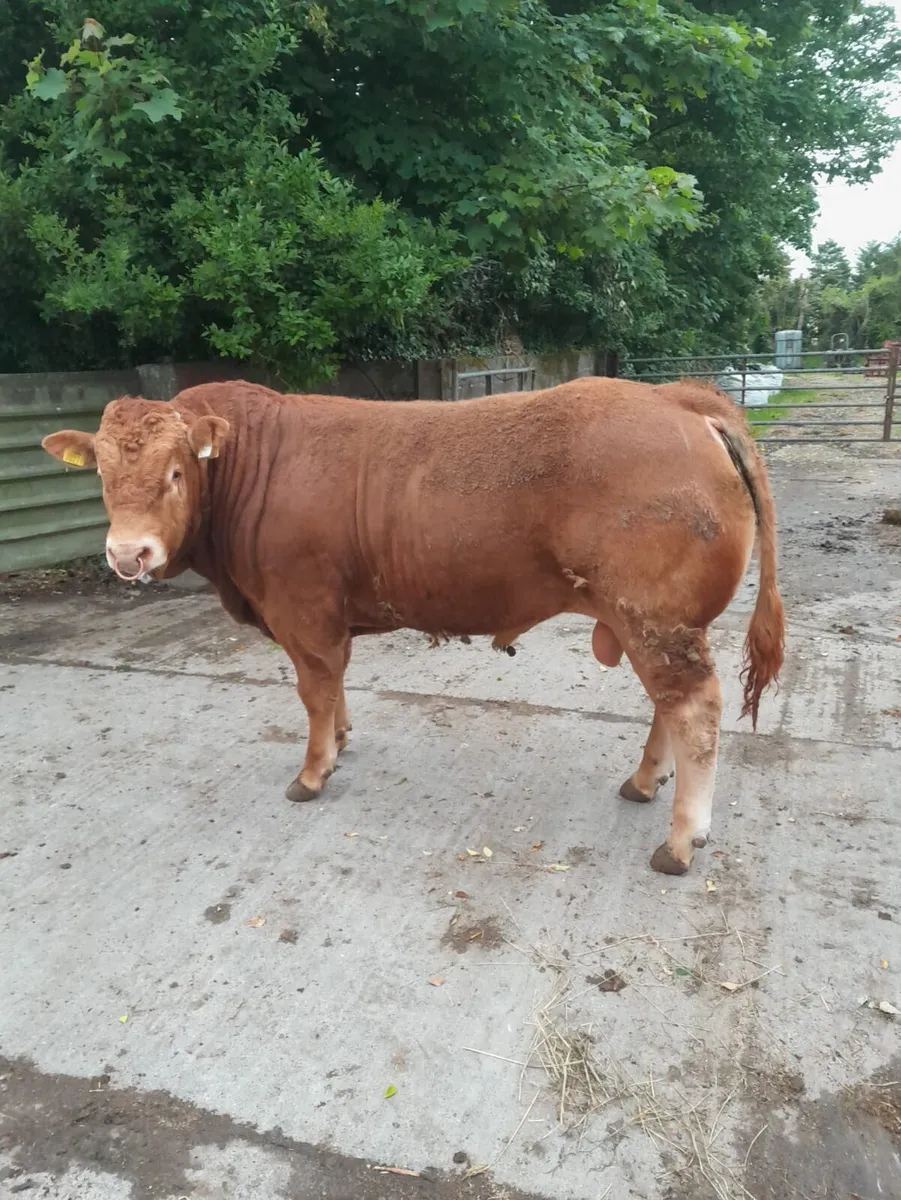 Pure - Bred Limousin Bull - Image 1