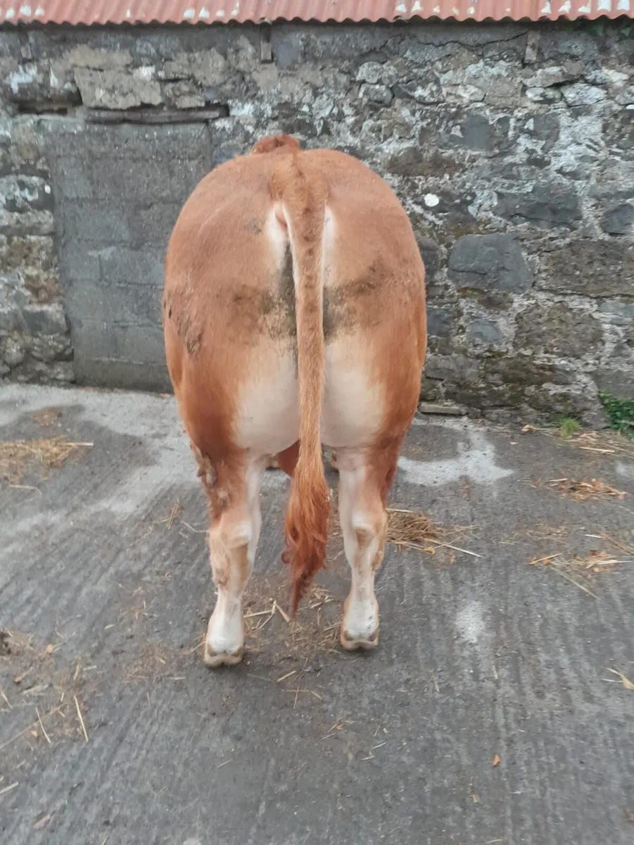 Pure - Bred Limousin Bull - Image 3