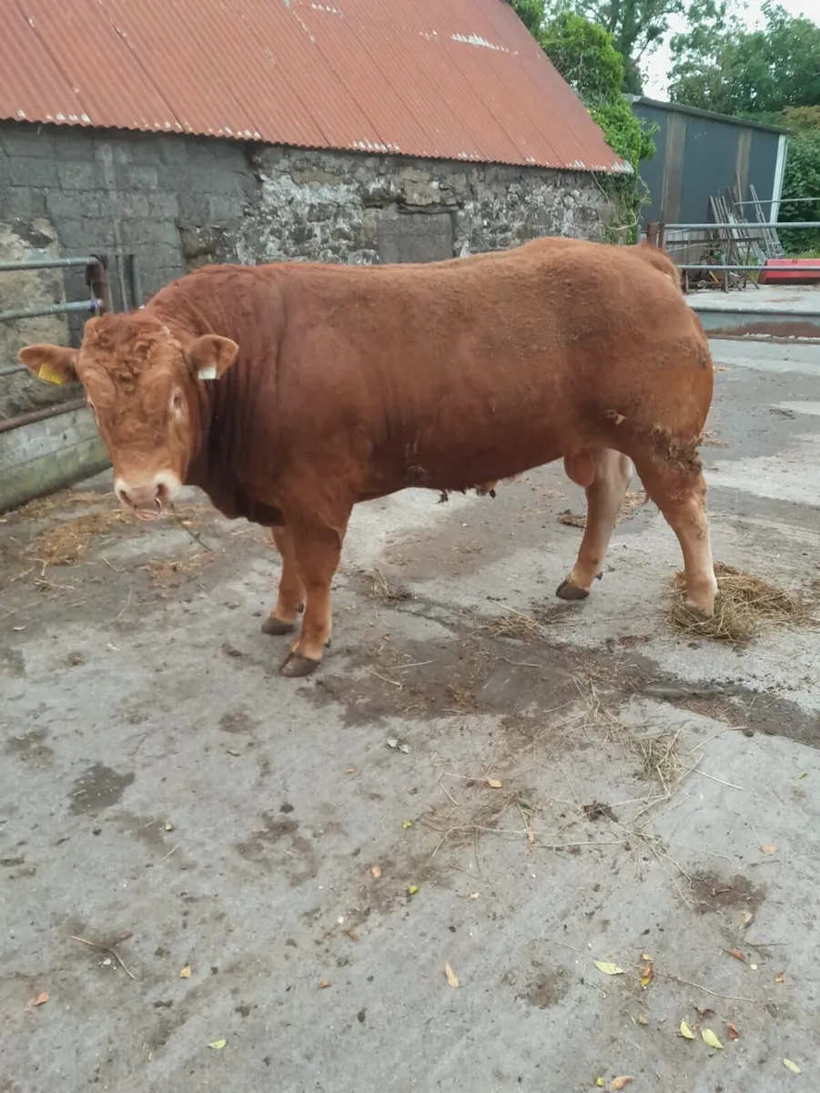 Pure - Bred Limousin Bull - Image 4