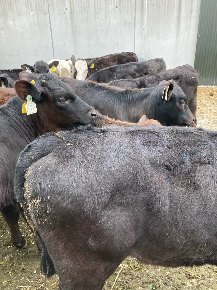 SUPER QUALITY RUNNER WEANINGS - Image 1
