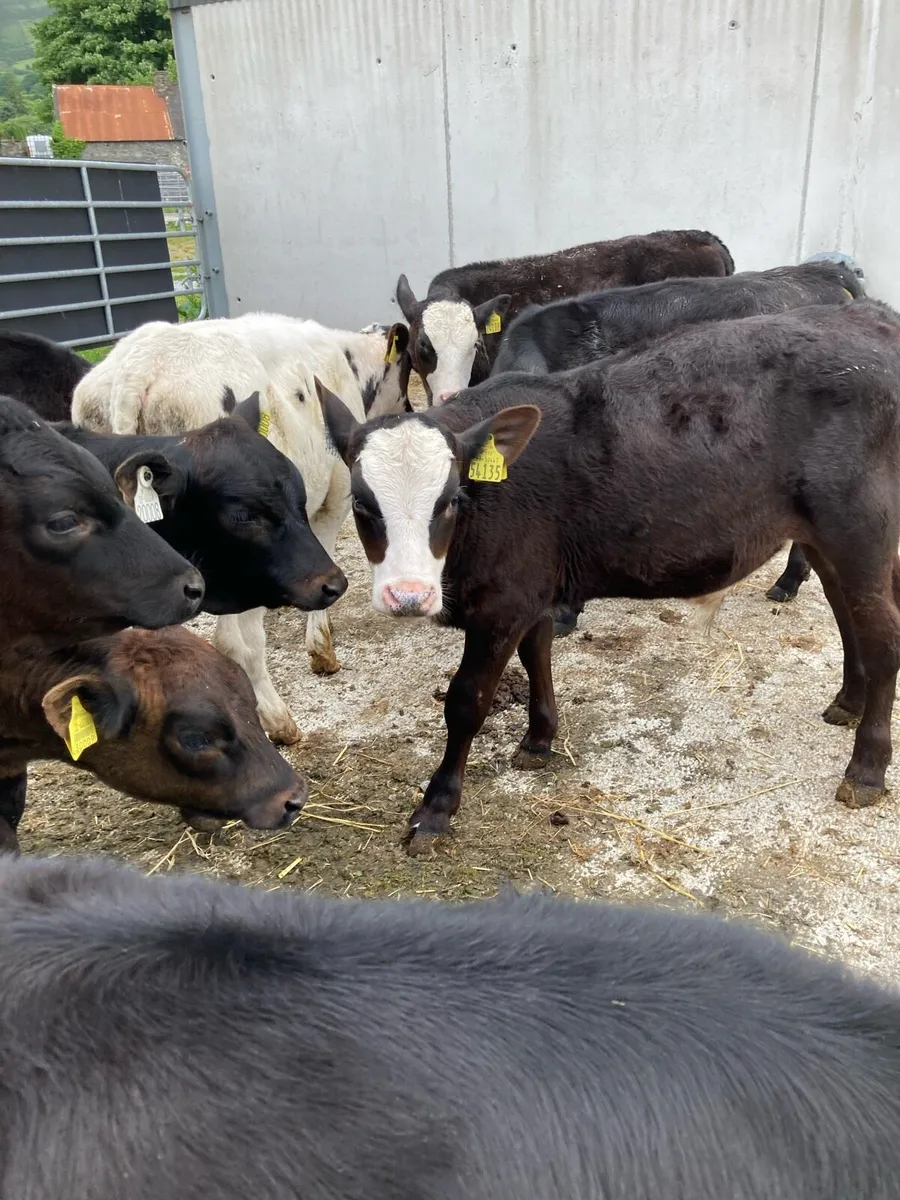 SUPER QUALITY RUNNER WEANINGS - Image 2