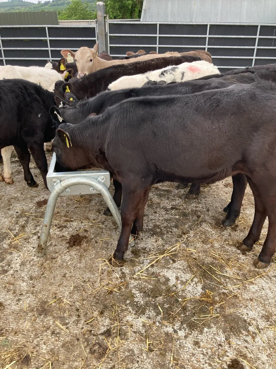 SUPER QUALITY RUNNER WEANINGS - Image 1