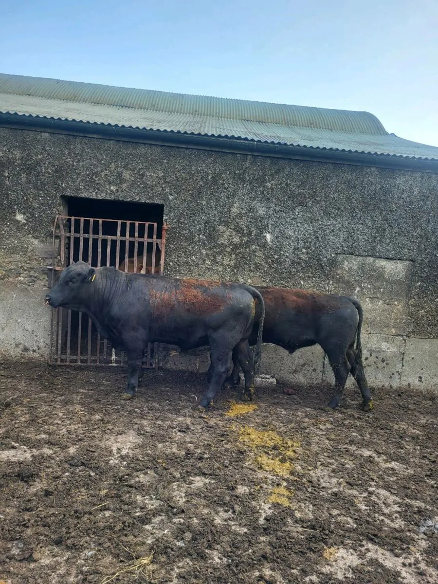 Selection of pbr AA Bulls