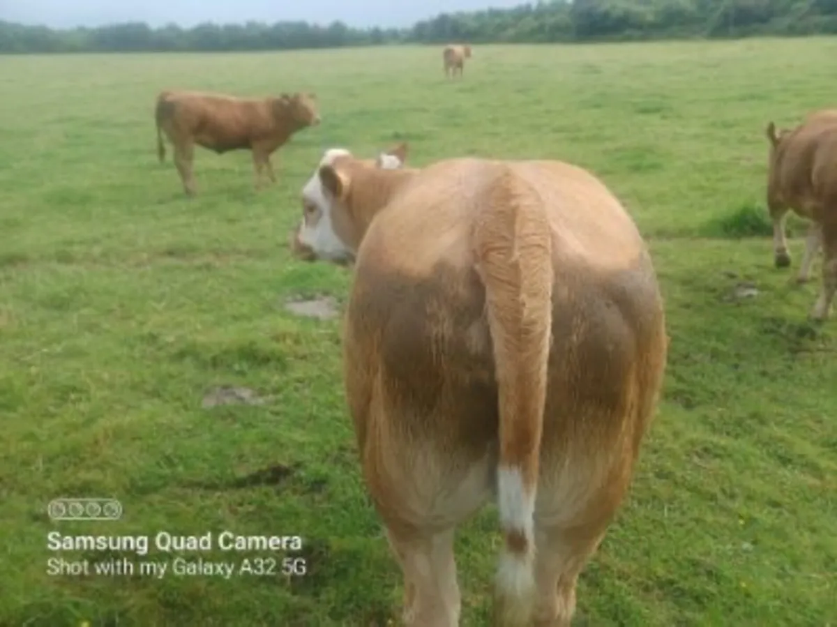 A smashing LM x weanling heifer - Image 2