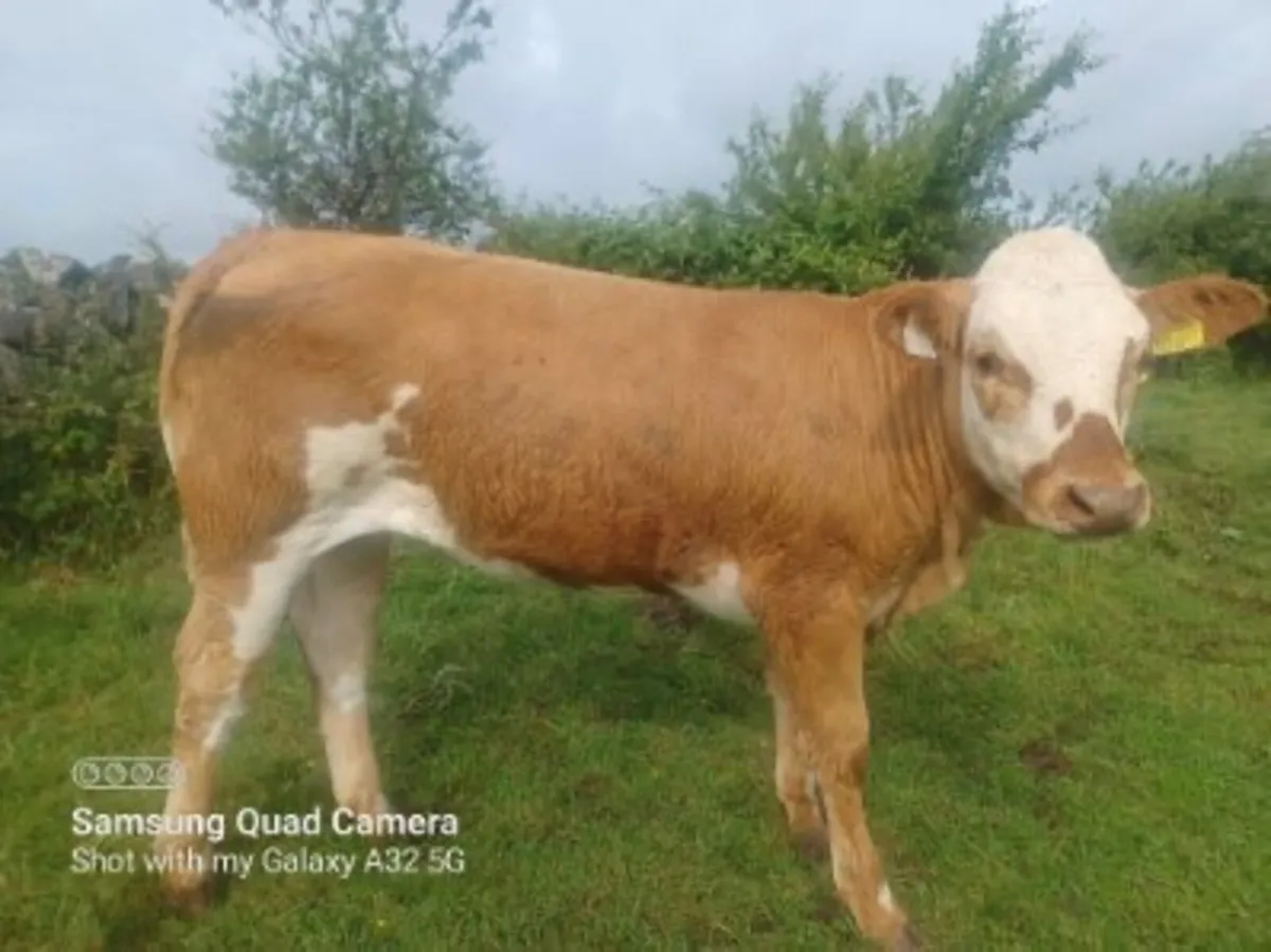 A smashing LM x weanling heifer - Image 3