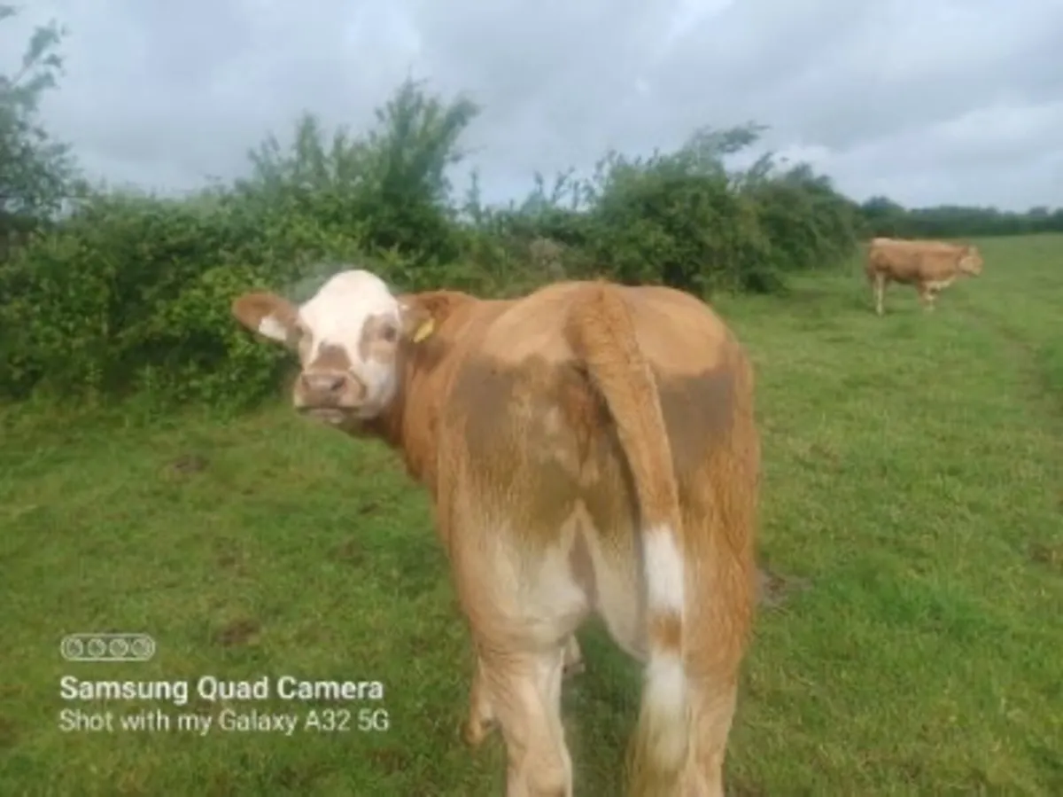 A smashing LM x weanling heifer - Image 4