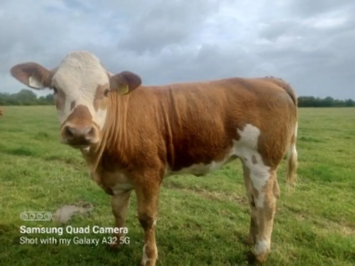 A smashing LM x weanling heifer - Image 1