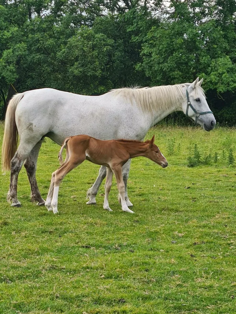 Irish Draught Mare - Image 3