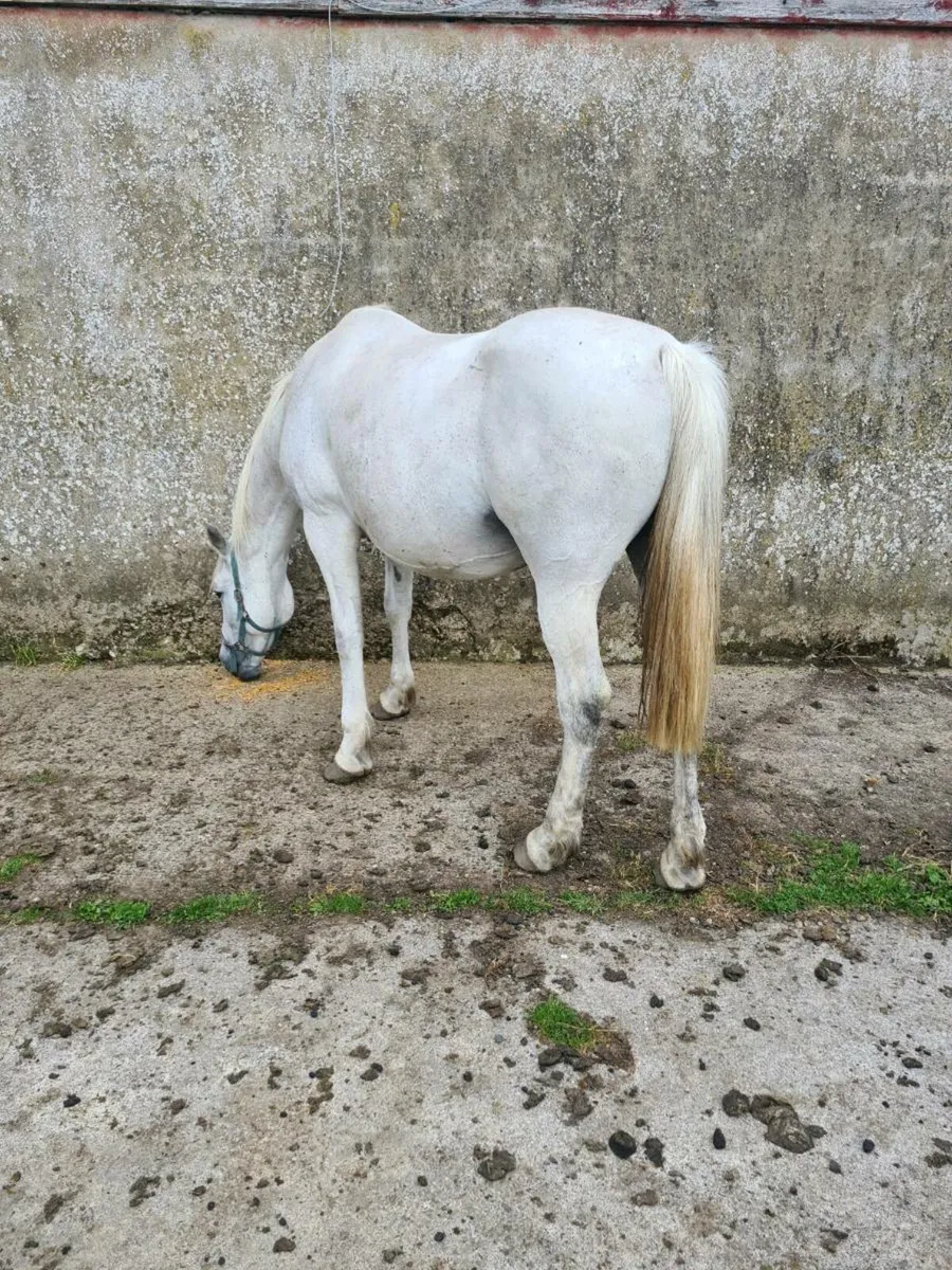 Irish Draught Mare - Image 4