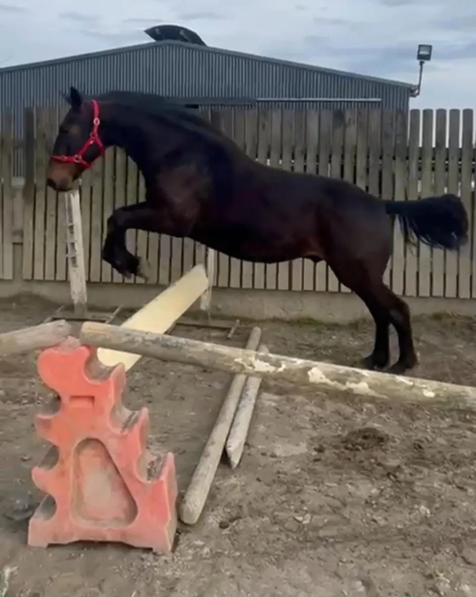 Horse - Image 1