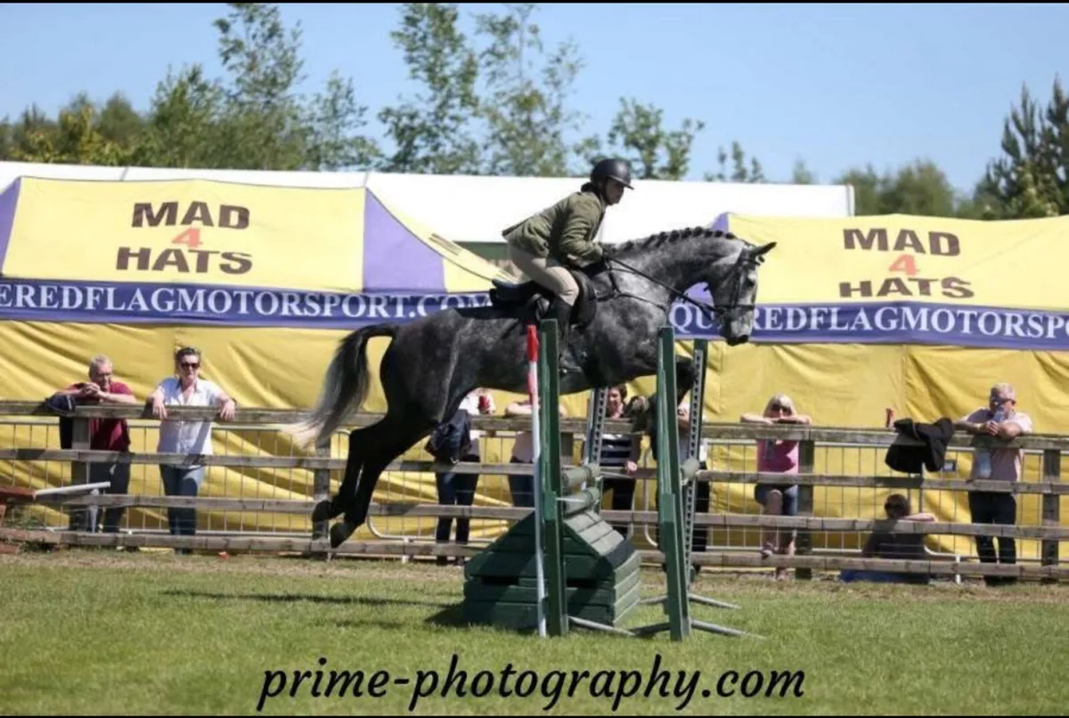 Horse - Image 2
