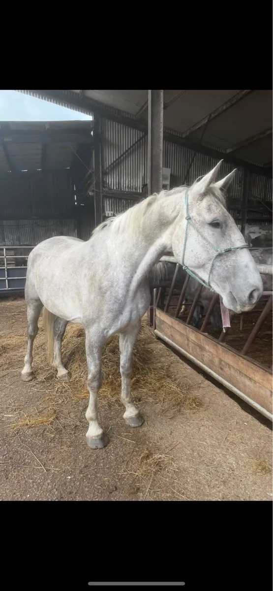 7 year old Irish draught mare - Image 1