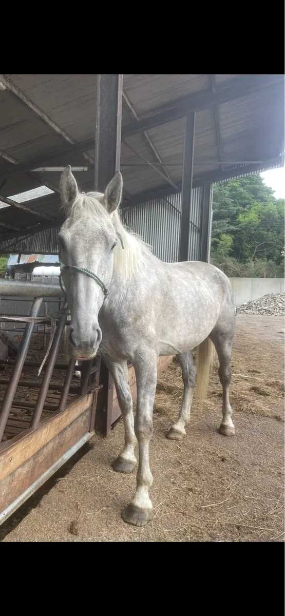 7 year old Irish draught mare - Image 2