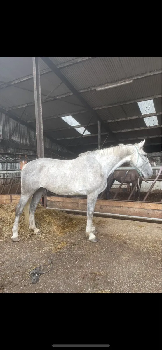 7 year old Irish draught mare - Image 3