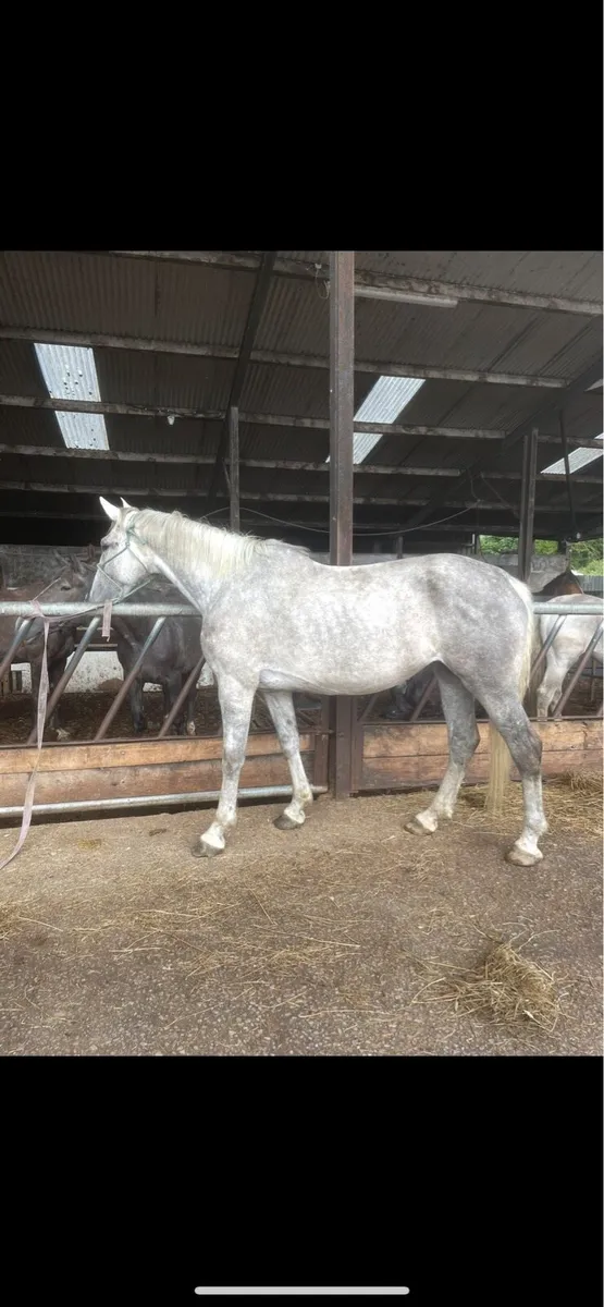 7 year old Irish draught mare - Image 4