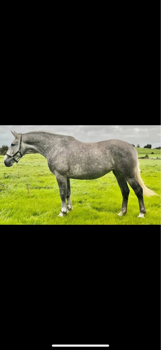 7 year old 17hh Irish draught mare infoal - Image 3