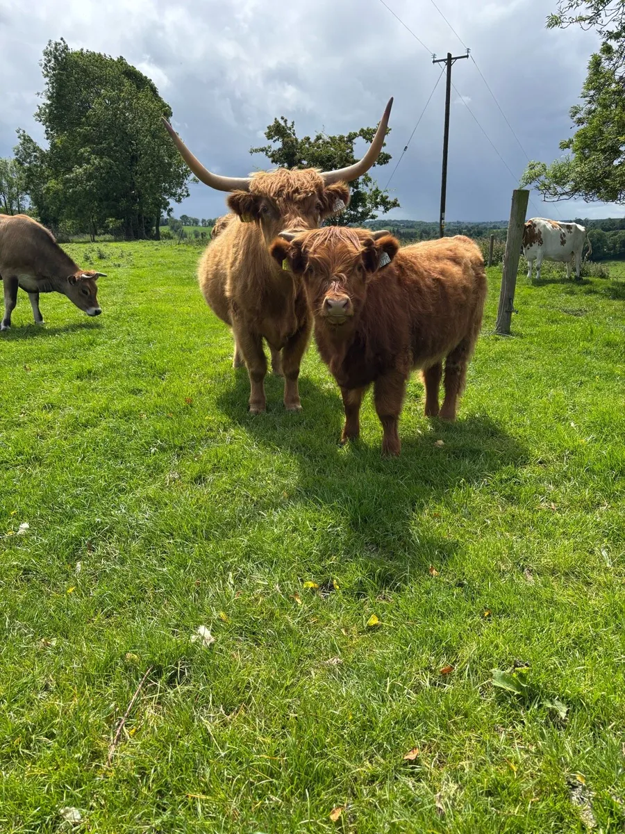 Highland cow & calf - Image 1