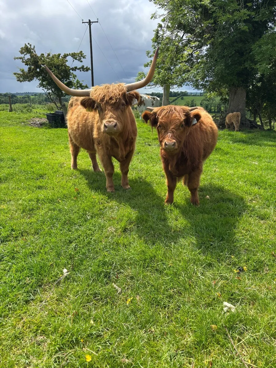 Highland cow & calf - Image 2