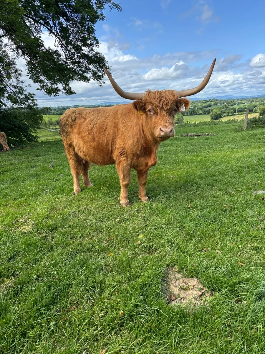Highland cow & calf - Image 3