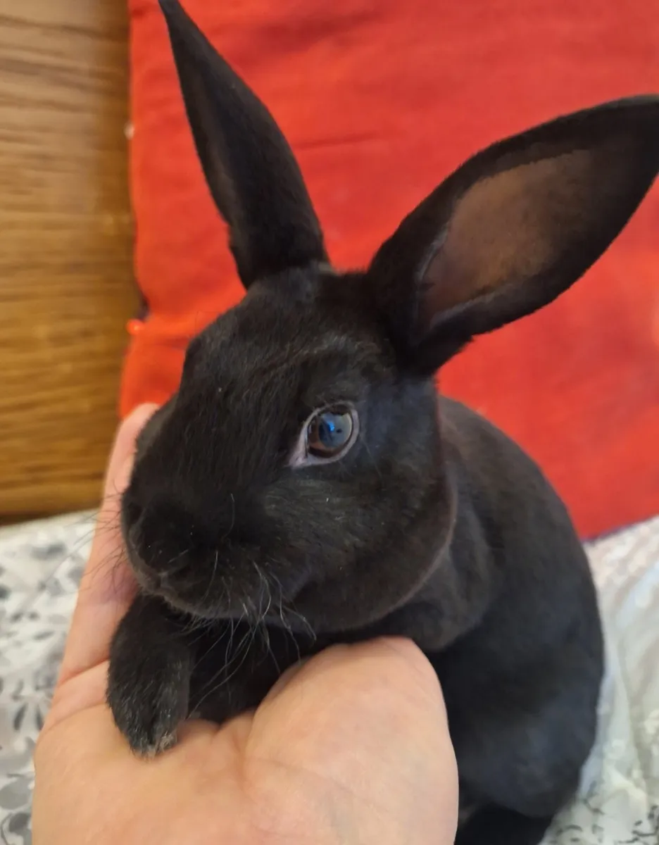 Rabbits - Image 1