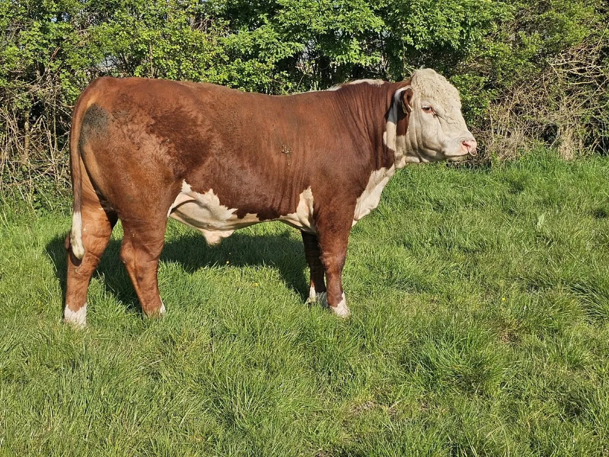 Hereford Bull - Image 1