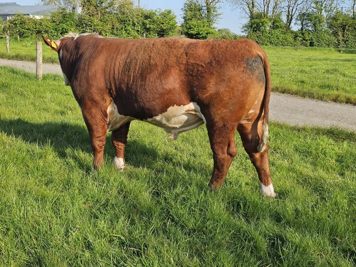 Hereford Bull - Image 2