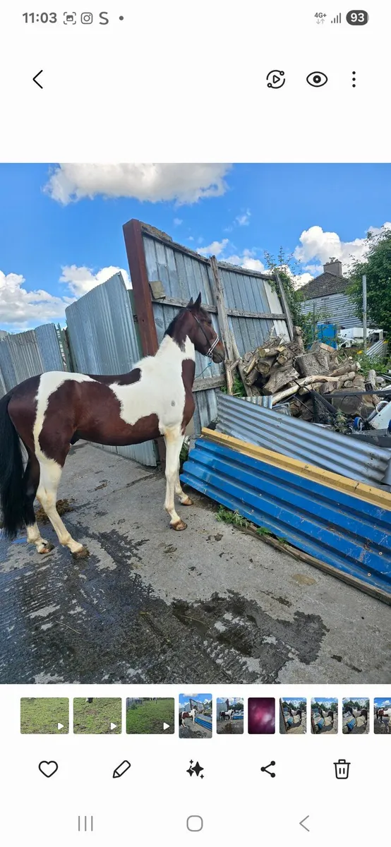 Horse - Image 1