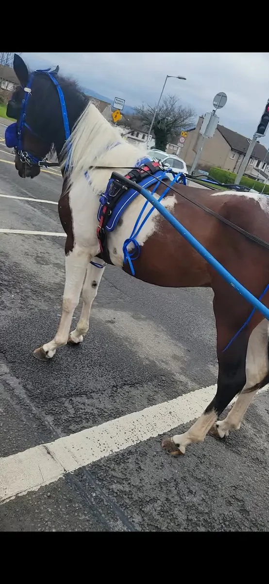 Horse - Image 2
