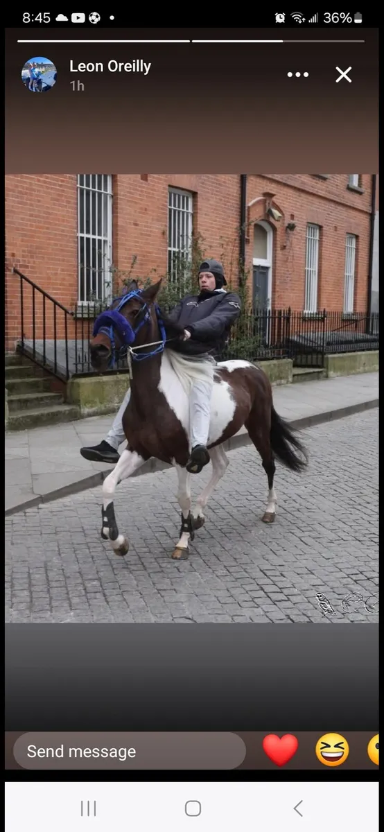 Horse - Image 3