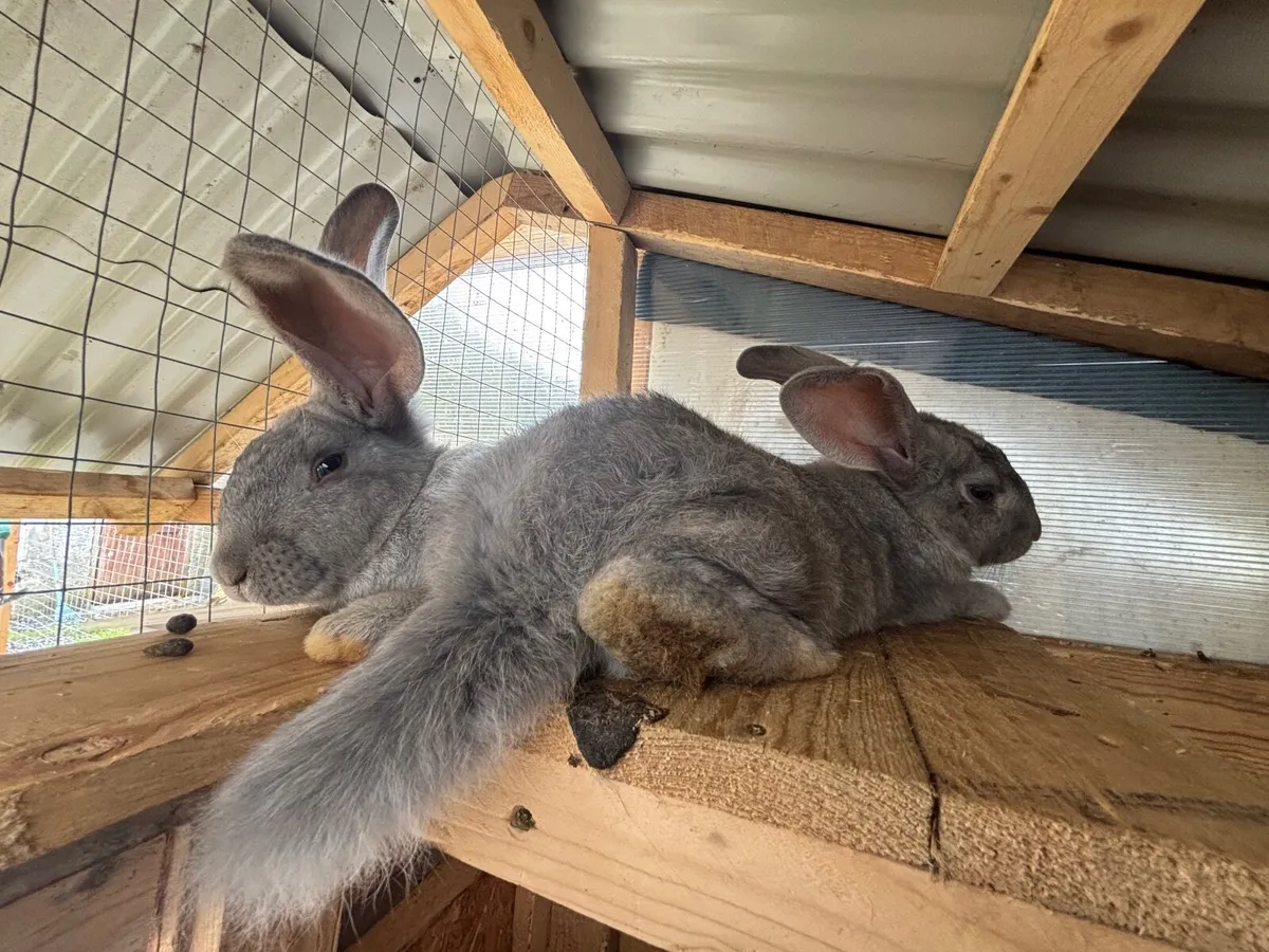 Giant flemish rabbit - Image 1