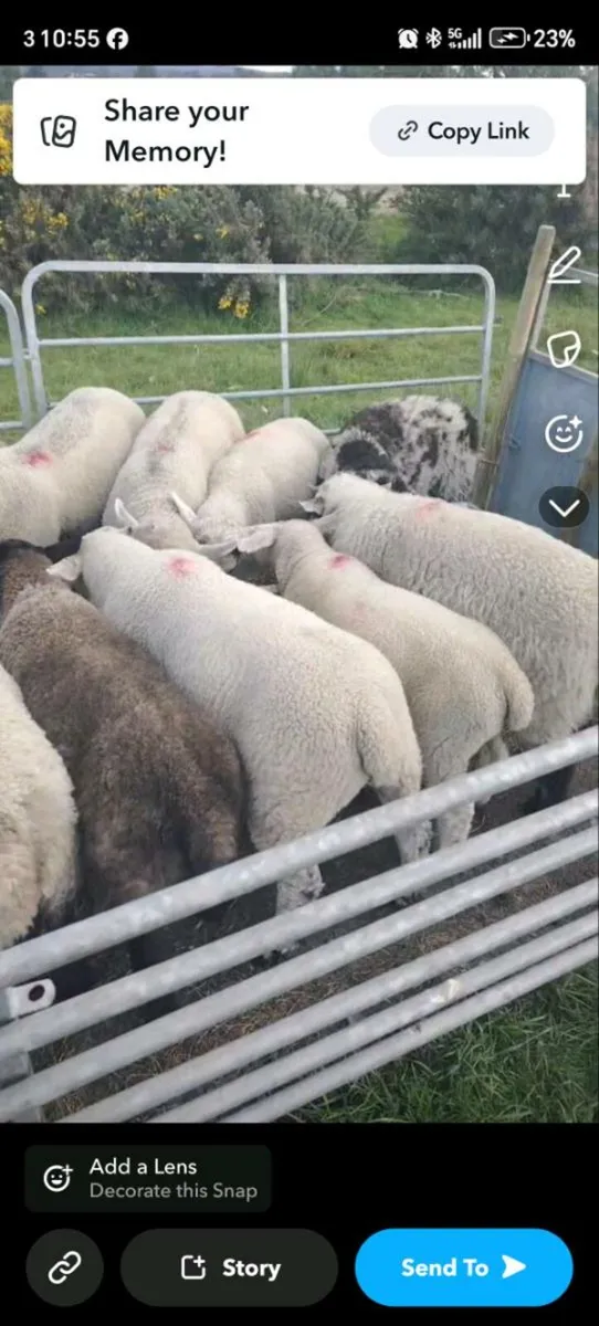 Lambs - Image 1