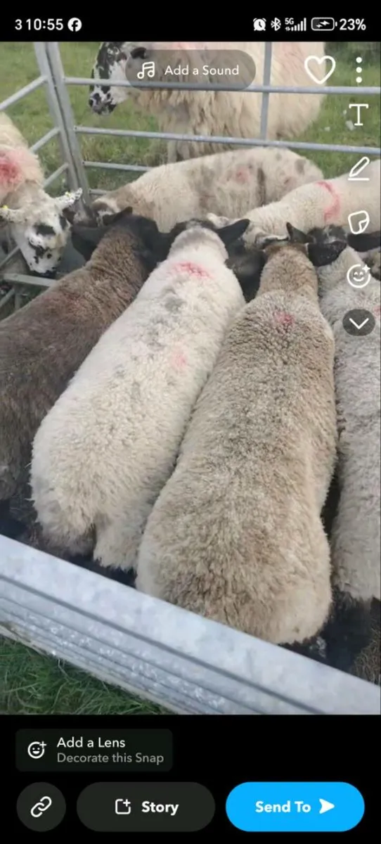 Lambs - Image 2