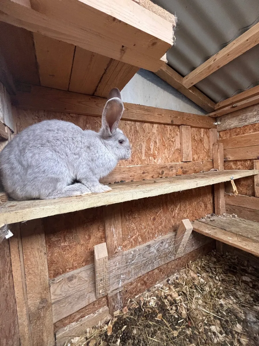 Giant flemish rabbit - Image 2