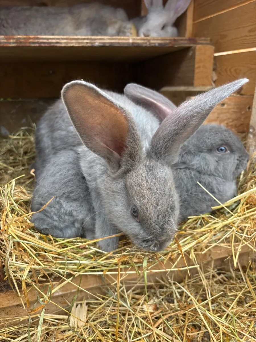 Giant flemish rabbit - Image 3