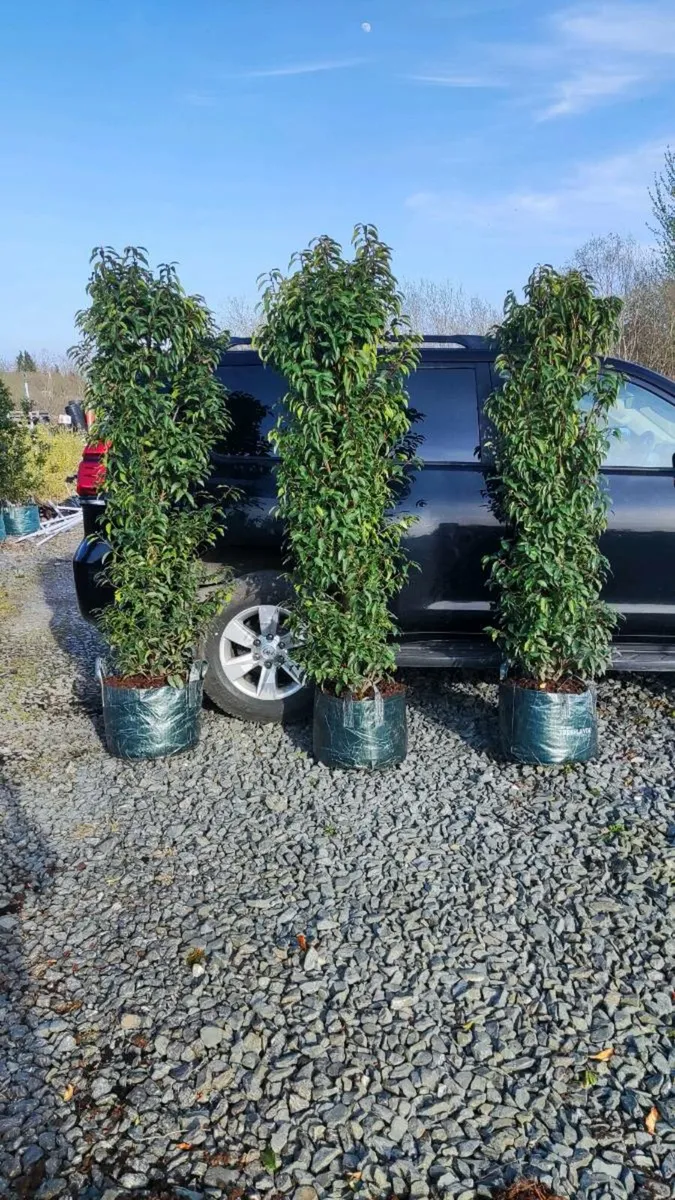 Instant Hedging/Screening - Image 1