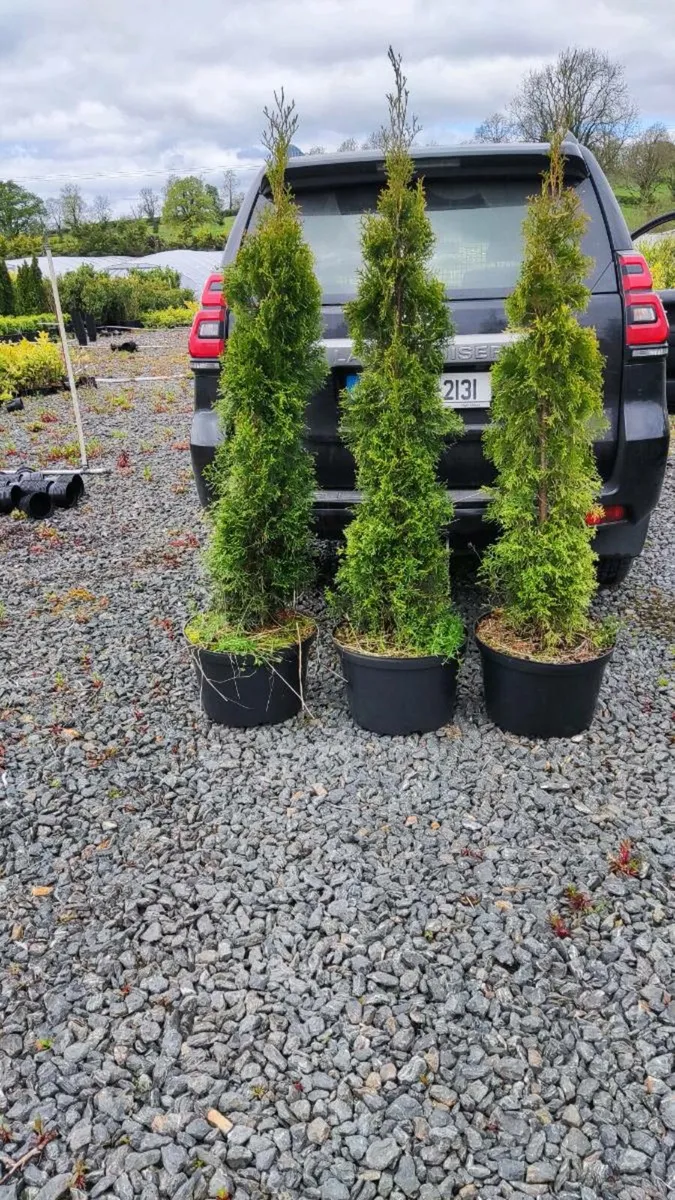 Instant Hedging/Screening - Image 2