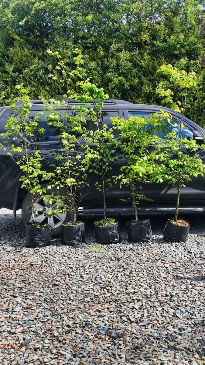 Instant Hedging/Screening - Image 3