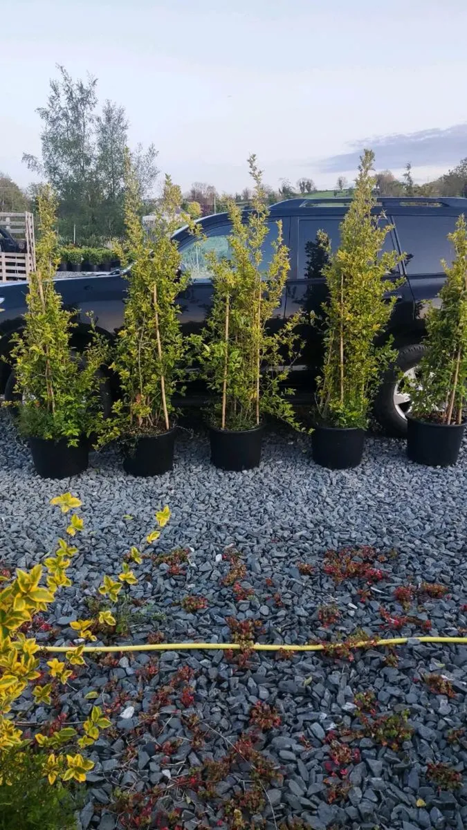 Instant Hedging/Screening - Image 4