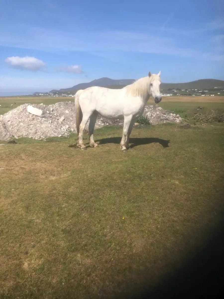 For Sale Connemara Mare - Image 2