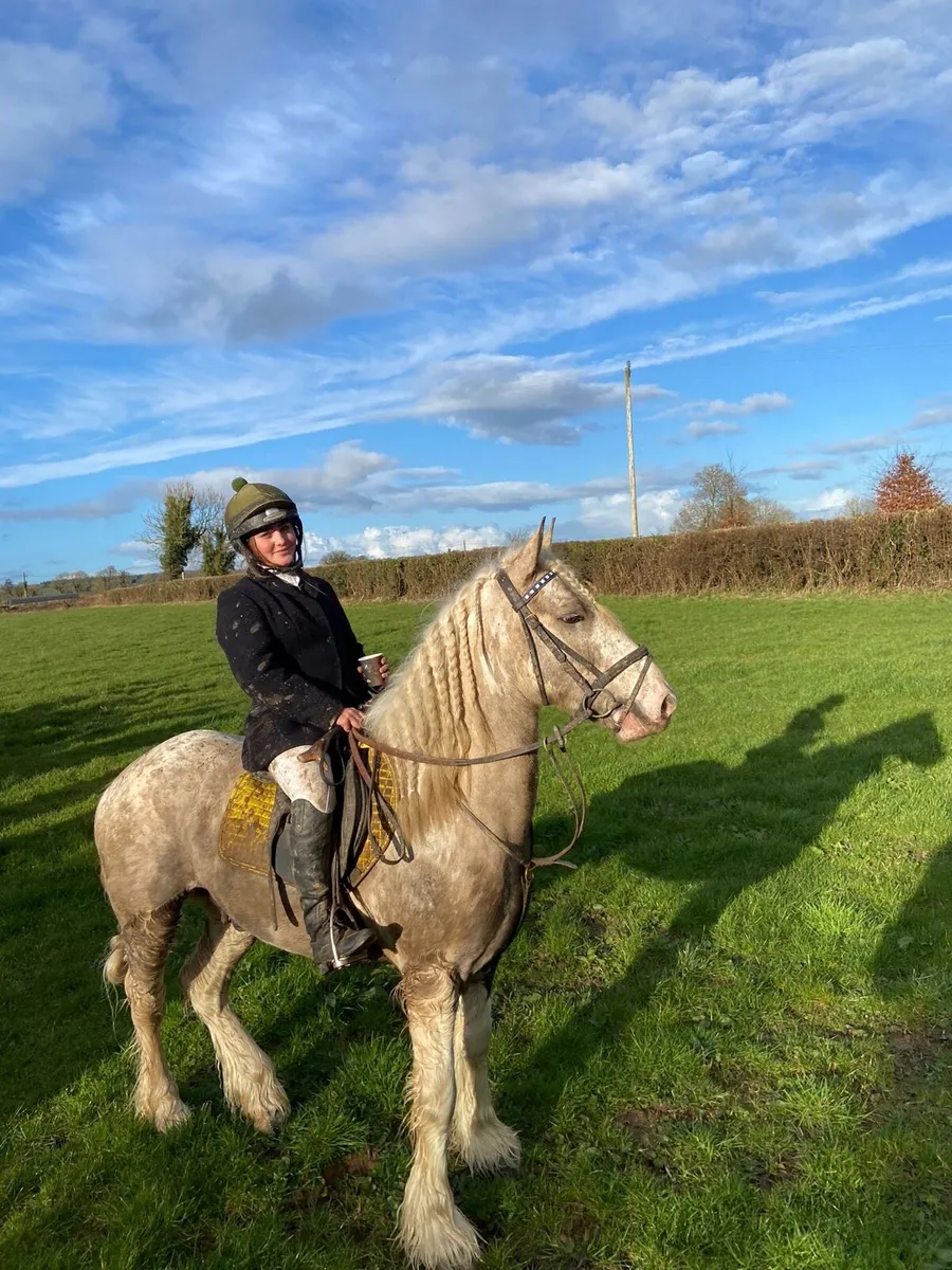 15hh 6yr old gelding & 2yr old palomino cob colt - Image 2