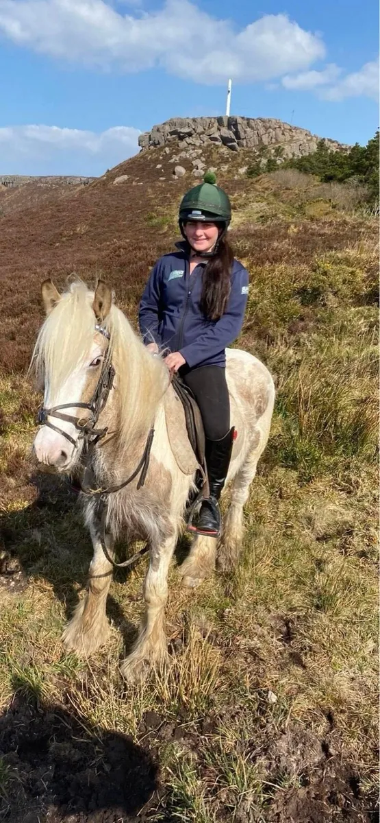 15hh 6yr old gelding & 2yr old palomino cob colt - Image 3