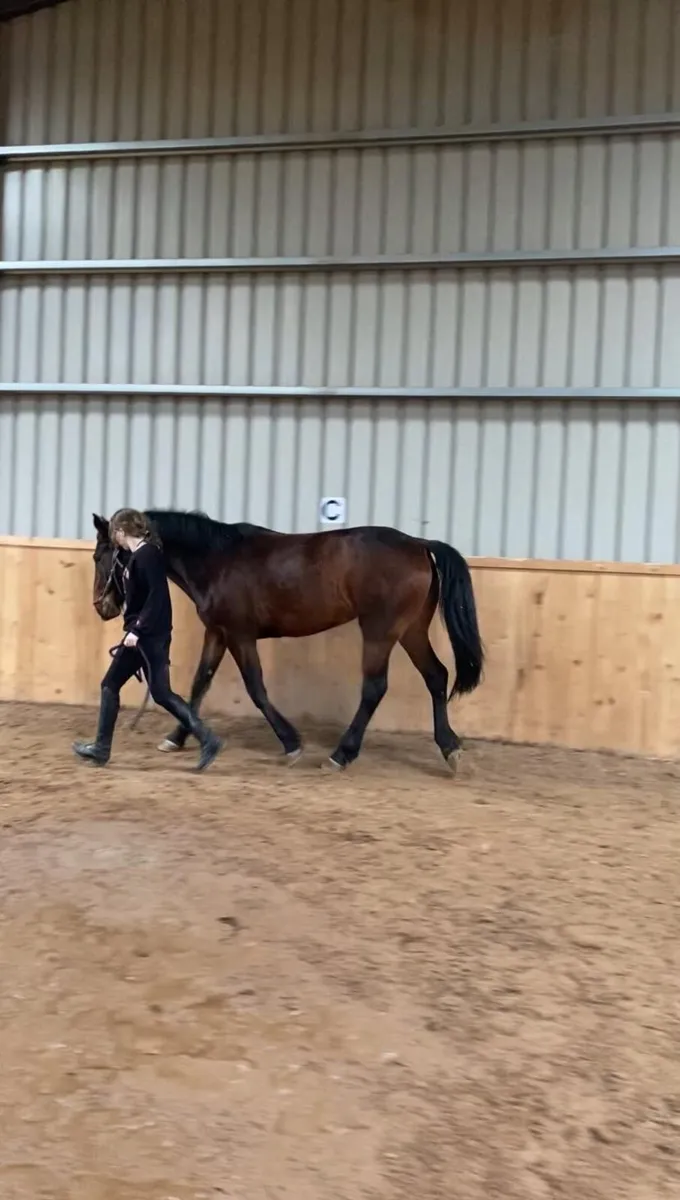 Irish Sport Horse - Image 2