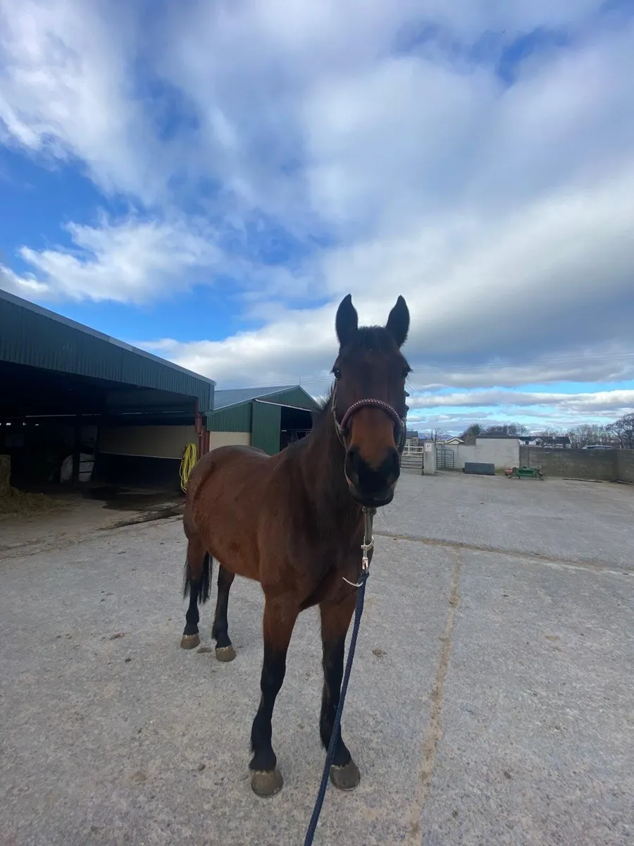 Irish Sport Horse - Image 1