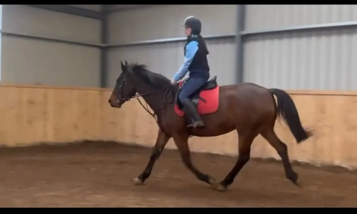Irish Sport Horse - Image 3