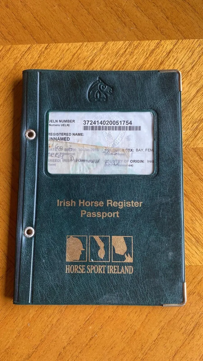 Irish Sport Horse - Image 4