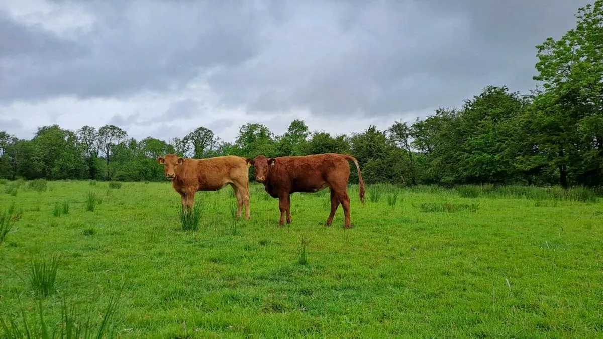 Organic cattle Elphin Mart - Image 2